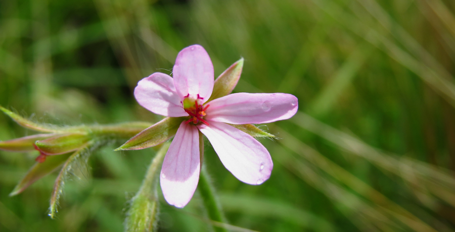 pelargonium